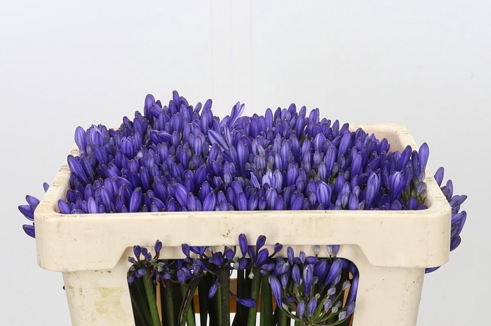 <h4>Agapanthus EYFORI Blue</h4>