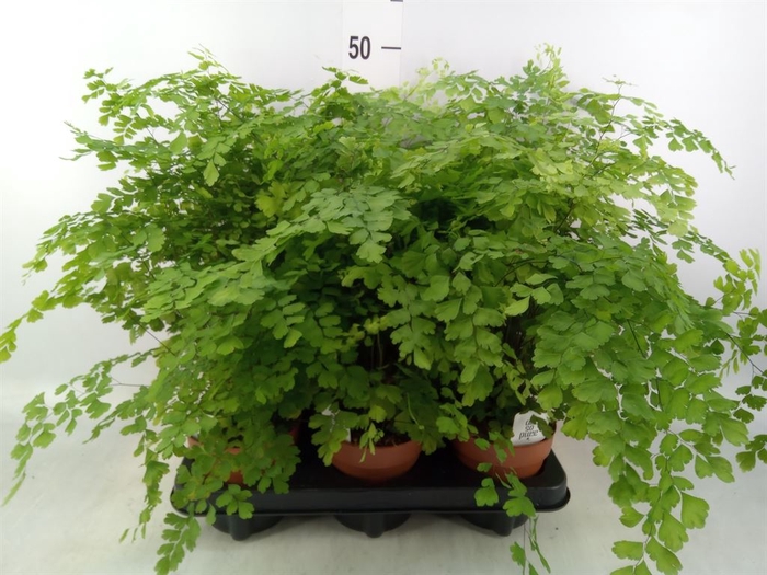 <h4>Adiantum raddi. 'Fragrans'</h4>