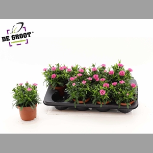 DIAN OSC PINK PURPLE