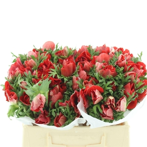 Anem Mistral Red Super