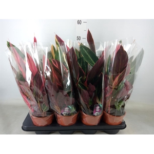 Stromanthe sanguin. 'Triostar'