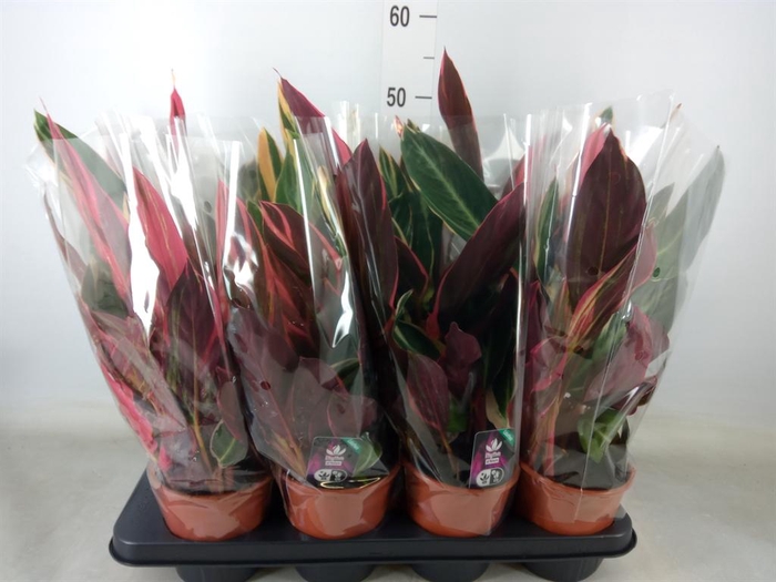 <h4>Stromanthe sanguin. 'Triostar'</h4>