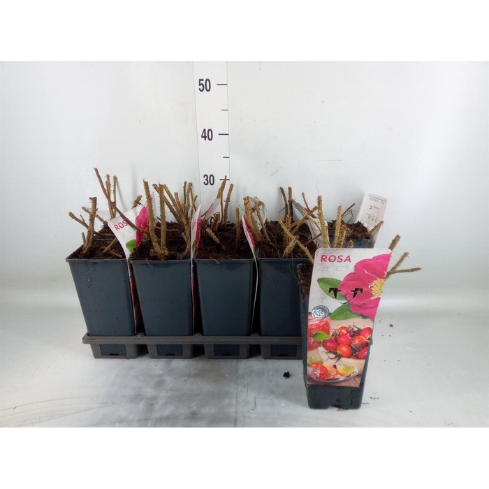 <h4>Rosa rugosa</h4>