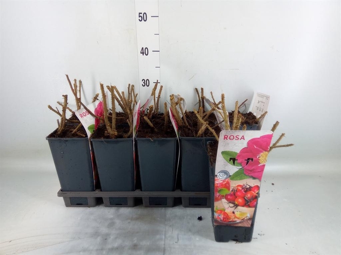 <h4>Rosa rugosa</h4>