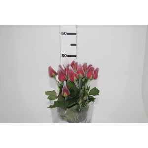 ROSA LOVELY RED 050 CM