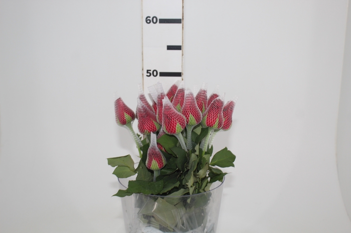 <h4>ROSA LOVELY RED 050 CM</h4>