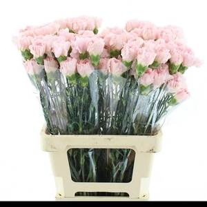 DI ST MARUCHI LIGHT PINK