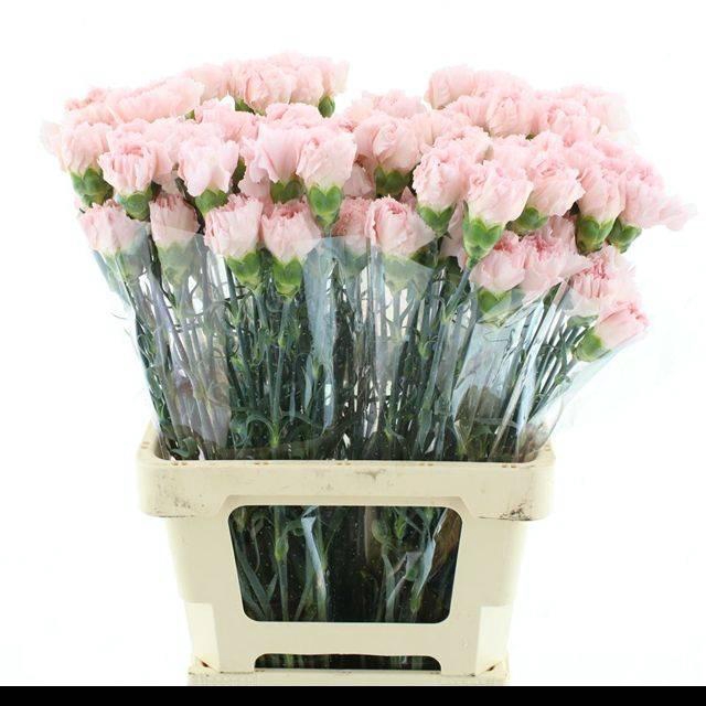 <h4>DI ST MARUCHI LIGHT PINK</h4>