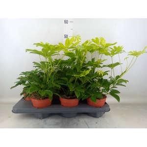 Schefflera arbor.   ...