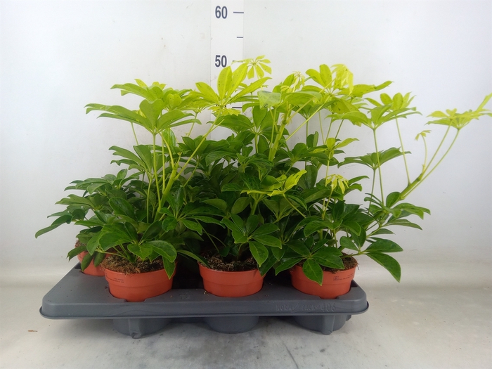 <h4>Schefflera arbor.   ...</h4>