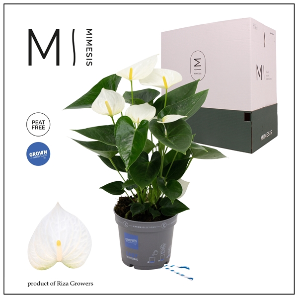 <h4>Mimesis Anthurium KARMA White - 12cm</h4>