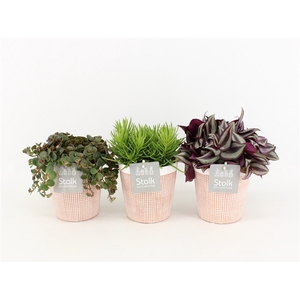 Pure Green mix in Terracotta soorten : Rhipsalis, Tradescantia, Sedum