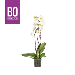 Flower Power Midi BO Beethoven 3 spike