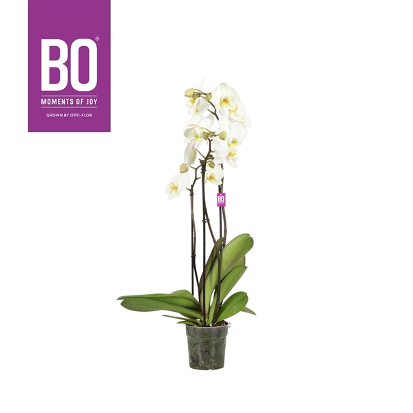 <h4>Flower Power Midi BO Beethoven 3 spike</h4>