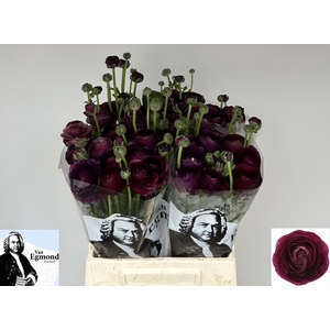 Ran Elegance Violet Egmond