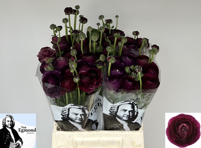 <h4>Ran Elegance Violet Egmond</h4>