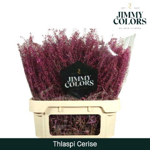 <h4>Thlaspi gekleurd Klbh. Cerise</h4>