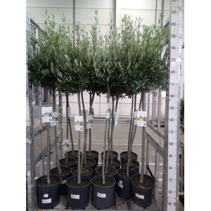 Olea europaea