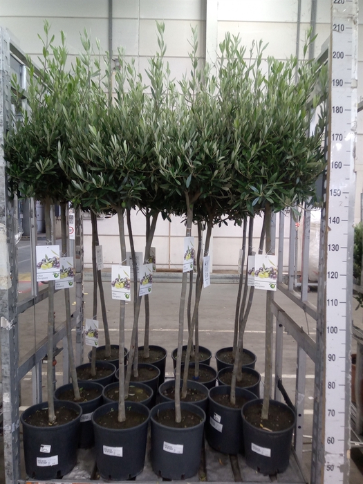 <h4>Olea europaea</h4>