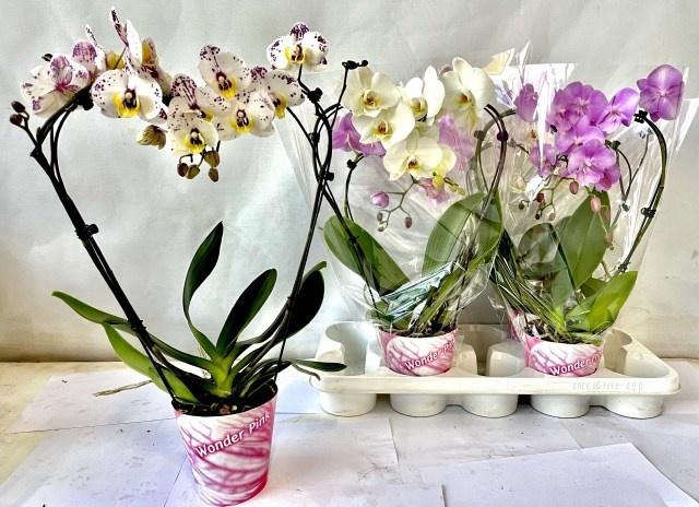 <h4>PHAL GEM 3 KL</h4>