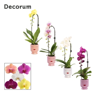 Phalaenopsis cascade 1 tak mix in Dua Lipa (Party Love-collect.)