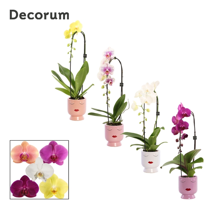 <h4>Phalaenopsis cascade 1 tak mix in Dua Lipa (Party Love-collect.)</h4>