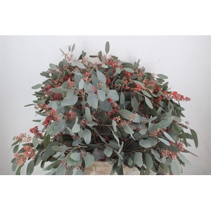 Euca Populus Bloei Red P Bunch