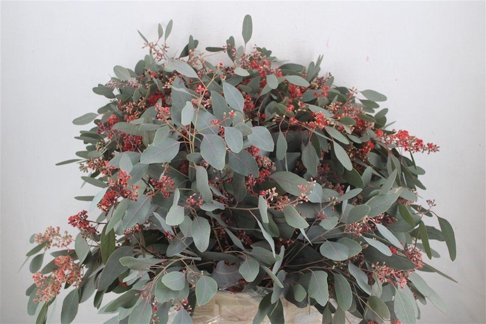 <h4>Euca Populus Bloei Red P Bunch</h4>