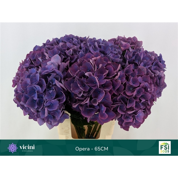 <h4>Hydr Opera 65 cm Vicini</h4>
