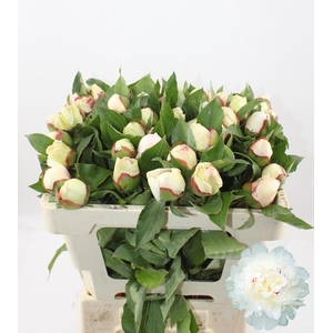 PAEO L FESTIV MAXIMA