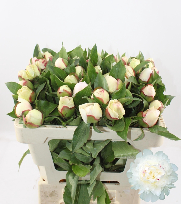 <h4>PAEO L FESTIV MAXIMA</h4>