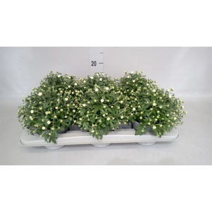 Chrysanthemum  'GardM White'