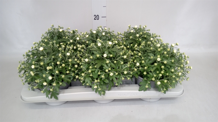 <h4>Chrysanthemum  'GardM White'</h4>