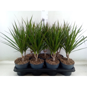 Dracaena marg.