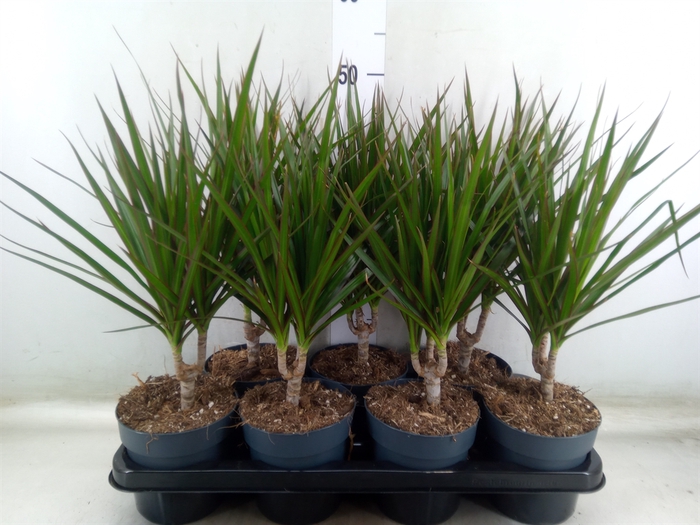 <h4>Dracaena marg.</h4>