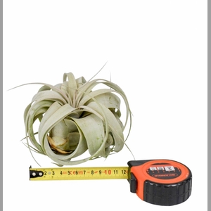 TILLANDSIA XEROGRAPH