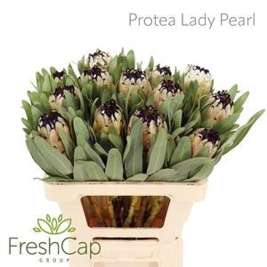 PROTEA MAG NIOBE