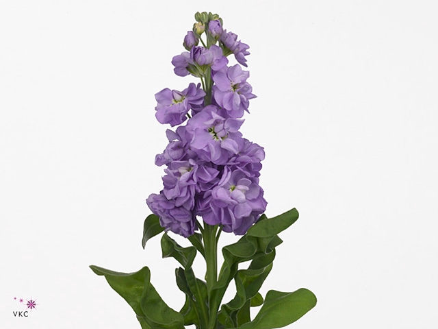 Matth Phantom  Milka