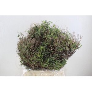 Euph Spinoza Medium 400gr P Bunch