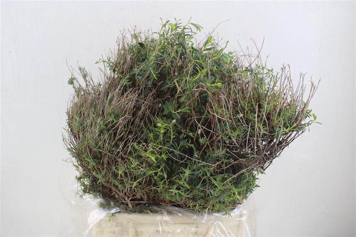 <h4>Euph Spinoza Medium 400gr P Bunch</h4>