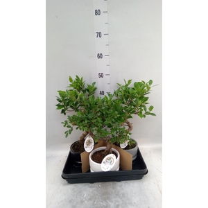 Bonsai   ...mix