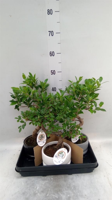 <h4>Bonsai ...mix</h4>