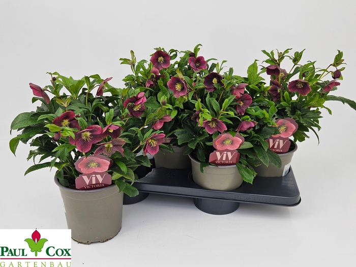 <h4>HELL VIV VICTORIA</h4>