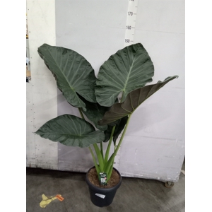 Alocasia  'Regal Shields'