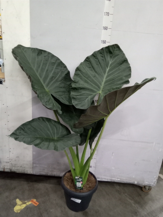 <h4>Alocasia  'Regal Shields'</h4>