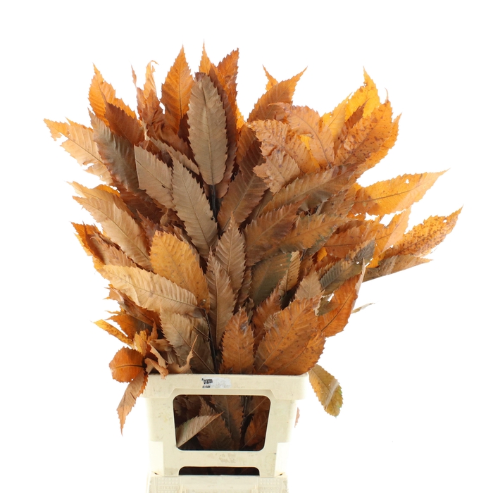 <h4>DECORGROEN KLB BS H%</h4>