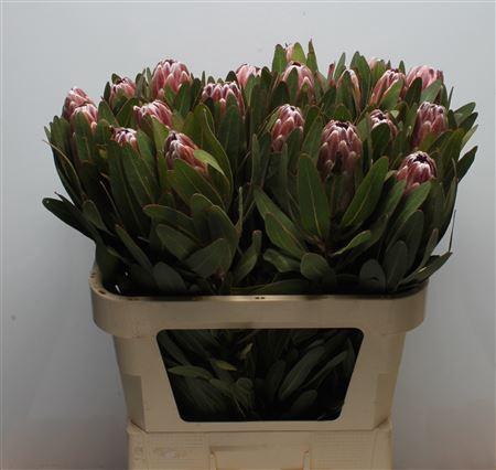 <h4>Protea Pink Ice</h4>