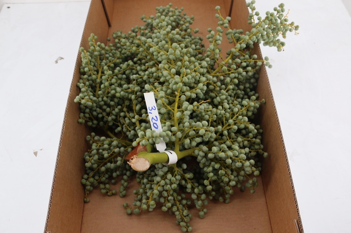 <h4>DADELS PHX PER KILO</h4>