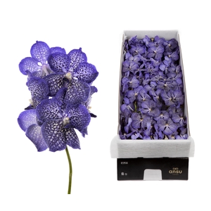 Vanda 16 tak Sapphire