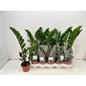 ZAMIO ZAMIIFOLIA